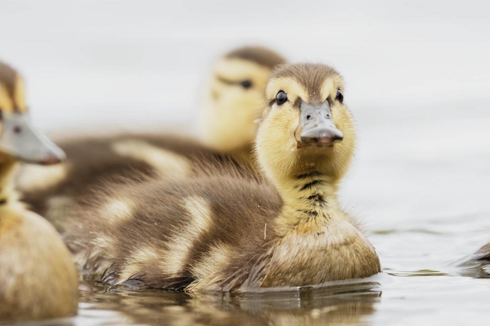 Free Image of Ducklings 