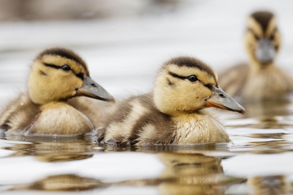 Free Image of Baby duck 