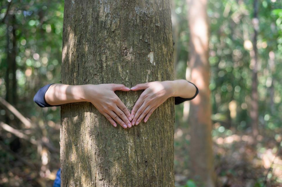 Free Image of young woman hugging a big tree in the woods, environment and conservation concept 