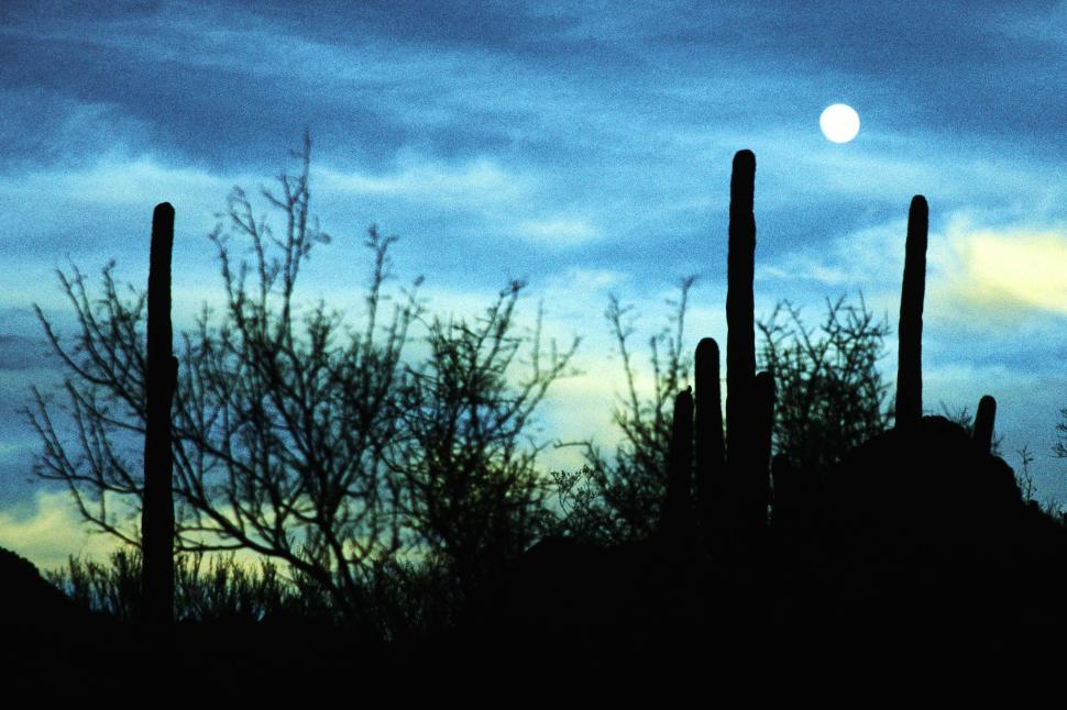 Free Image of Desert silhouettes 