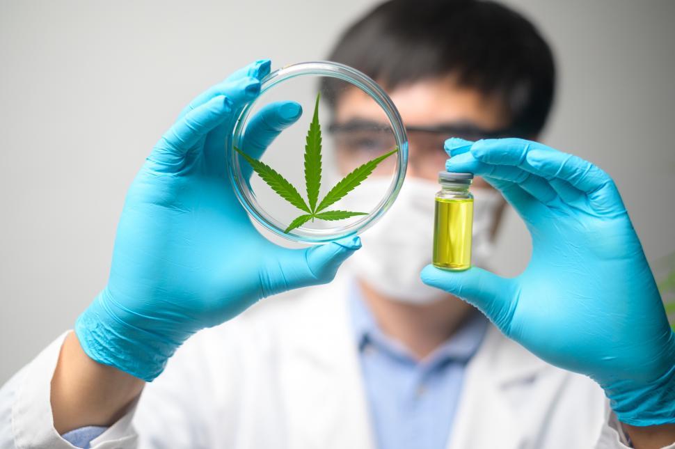Free Image of Scientist is checking and analyzing a cannabis sativa experiment 