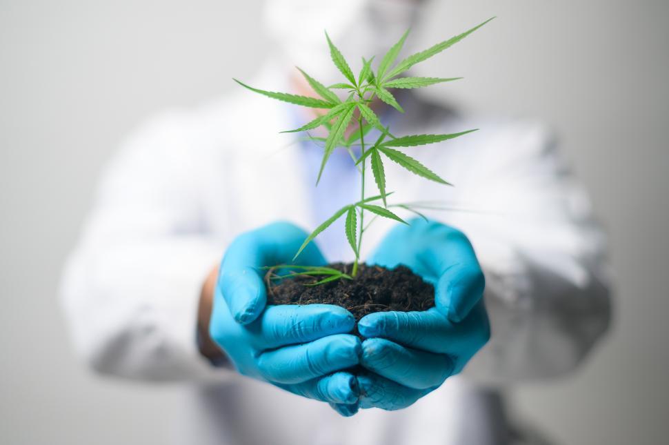 Free Image of Scientist hands holding a seedling of cannabis hemp plants  