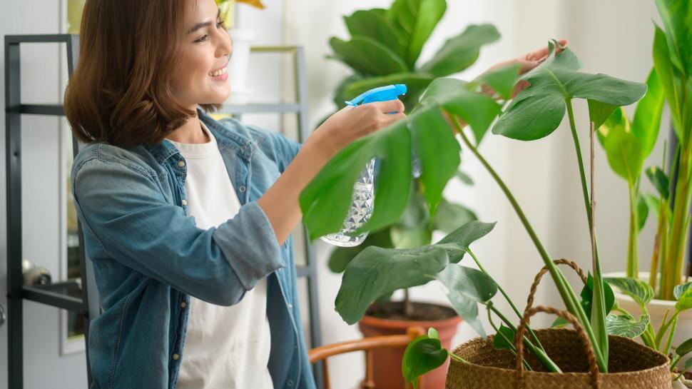 Free Image of Happy young woman tending to her thriving houseplants 