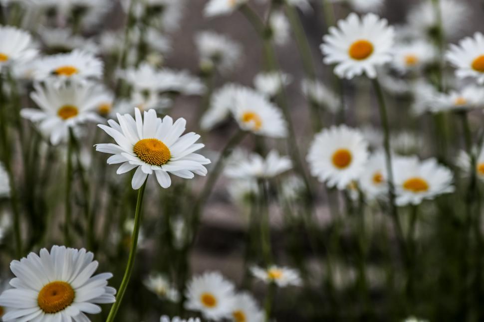 Free Image of One in-focus daisy in a field of wildflowers 