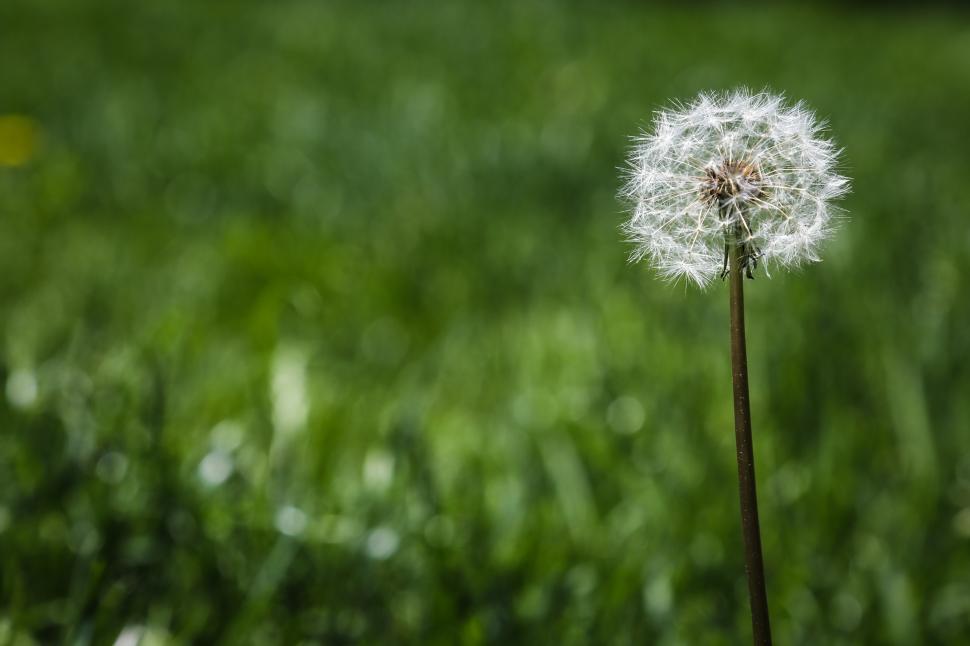 Free Image of Single dry dandilion in a field of green grass 