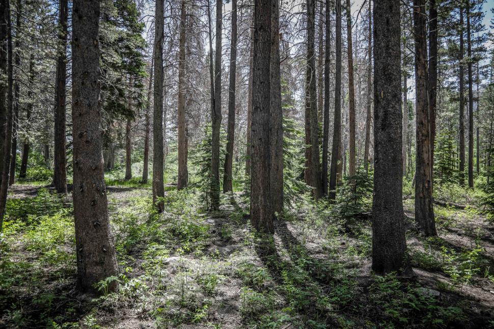 Free Image of Trees in a dense forest with green forest floor plants 