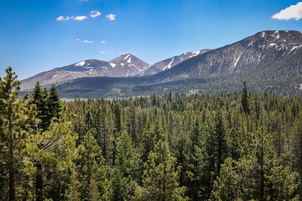 Free Image of Pine forest of the Sierra Nevada Mountains 