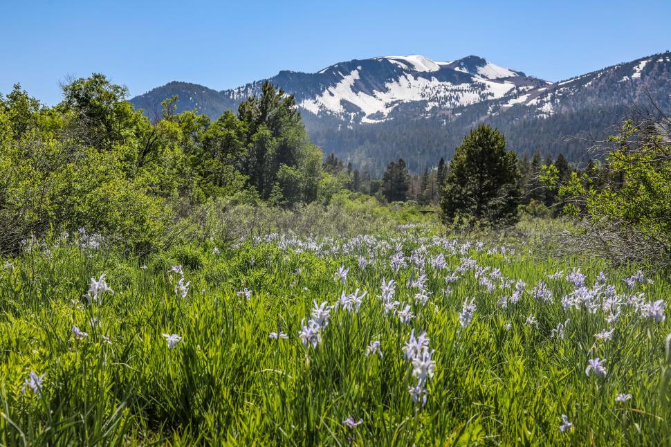 Free Image of Flowers bloom in a spring mountain meadow 