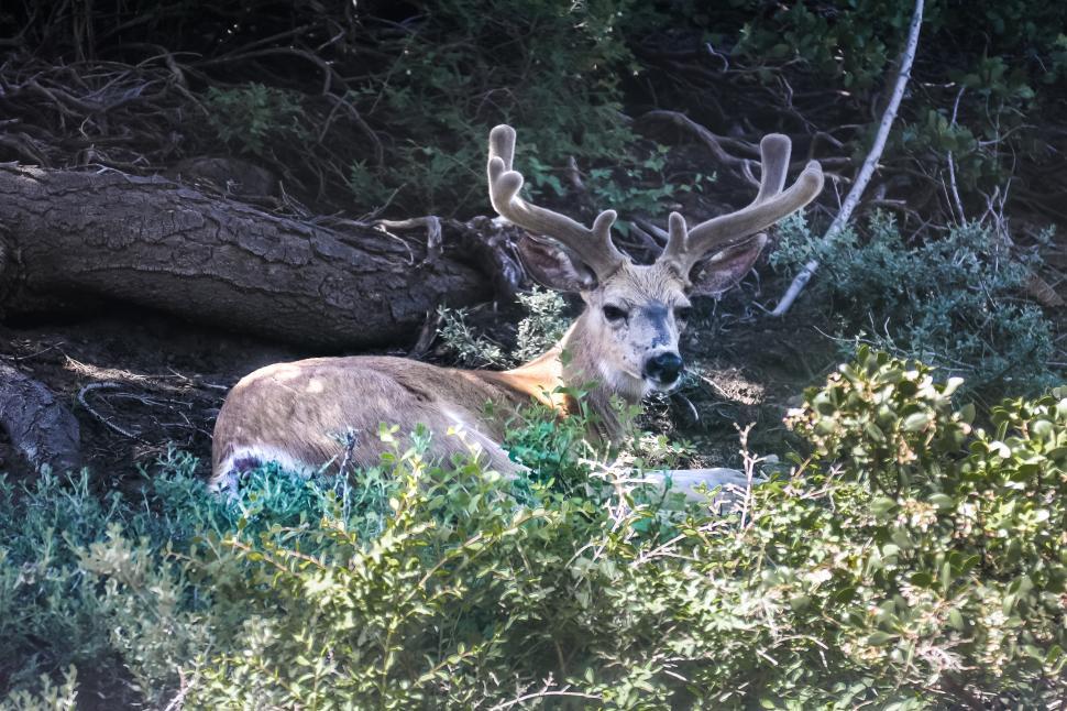 Free Image of Buck with velvet antlers laying down in the forest, resting 