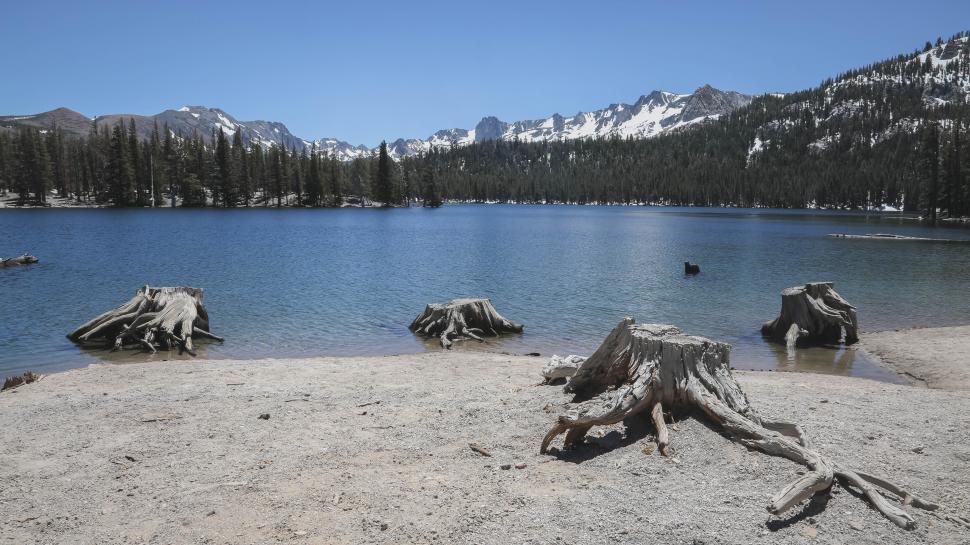 Free Image of Stumps on the shore of a mountain lake in California - Horseshoe Lake 