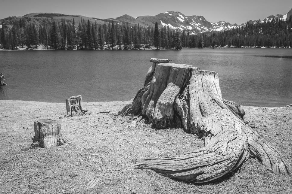 Free Image of Black and White photo of a large sun-bleached stump at the edge of a mountain lake 