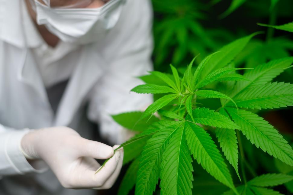 Free Image of Scientist is checking and analyzing a cannabis leaves 
