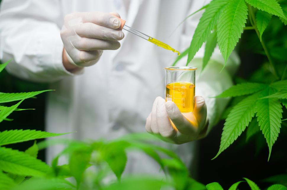 Free Image of A scientist is checking and analyzing a cannabis extract 