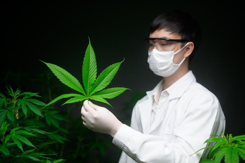 Free Image of Scientist is holding up a large cannabis leaf 