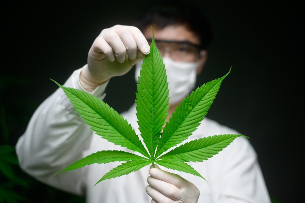 Free Image of Cannabis farm worker holding up a very large green leaf 