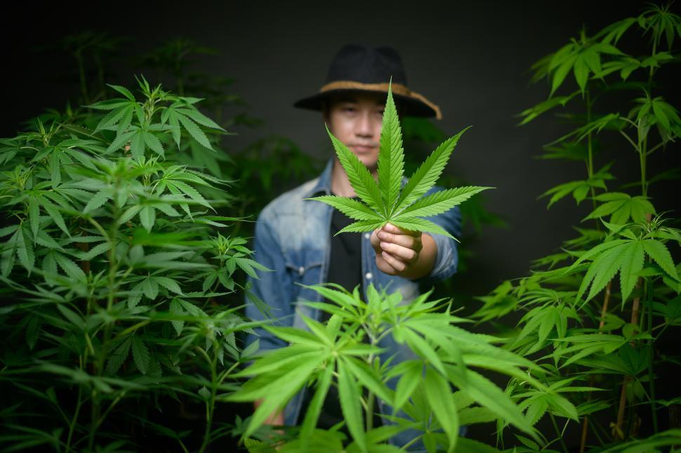 Free Image of Farmer is holding cannabis leaf, checking up on legalized farm 