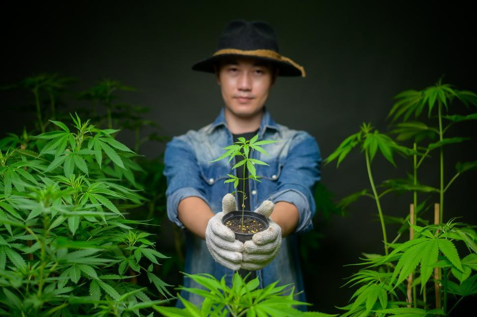 Free Image of Farmer is holding cannabis seedlings in legalized farm. 