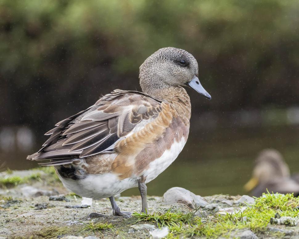 Free Image of American Wigeon 