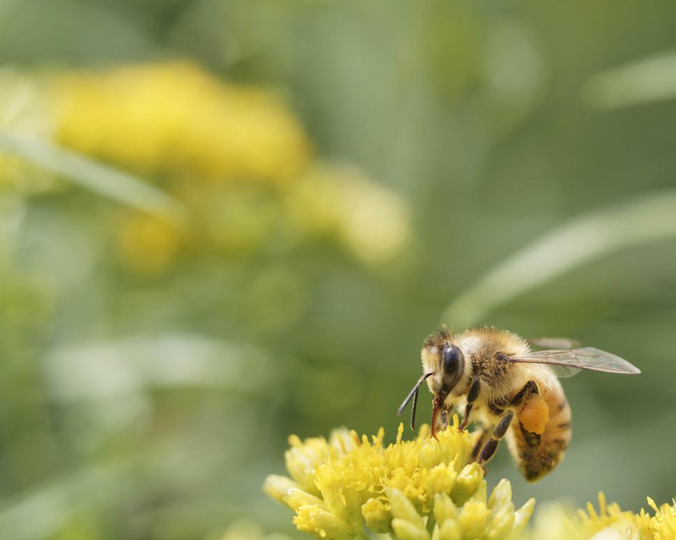 Free Image of Honey bee collecting nectar 