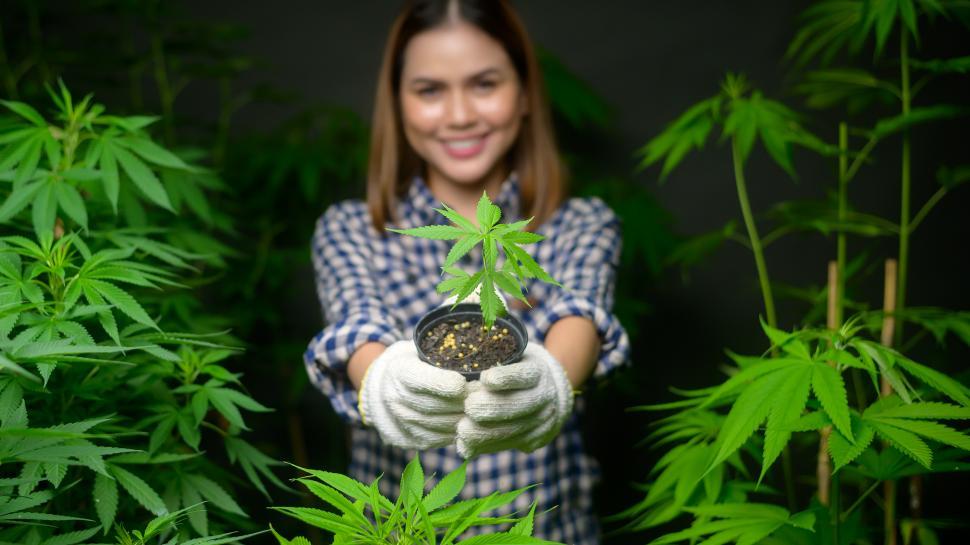 Free Image of Woman farmer holding cannabis seedlings in legalized farm. 
