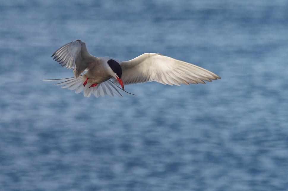 Free Image of Common tern looking for food 