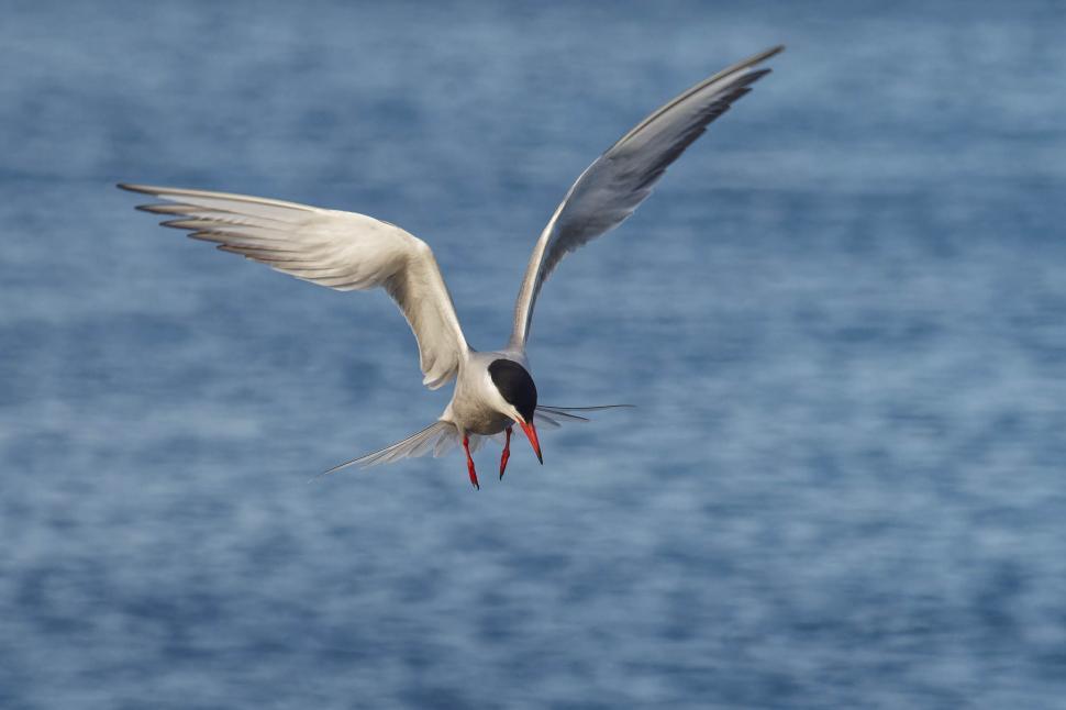 Free Image of Common tern flying 