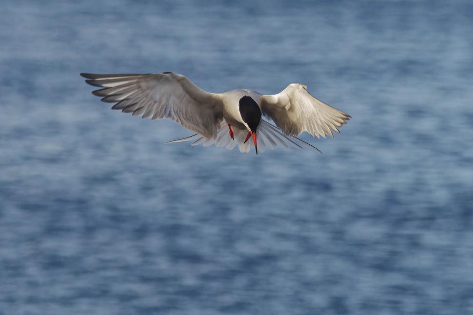 Free Image of Common tern 