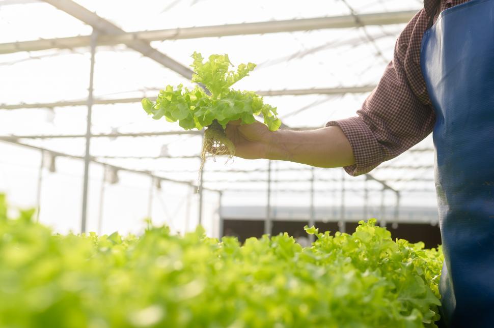 Free Image of Farm worker in hydroponic greenhouse farm, picking harvest 
