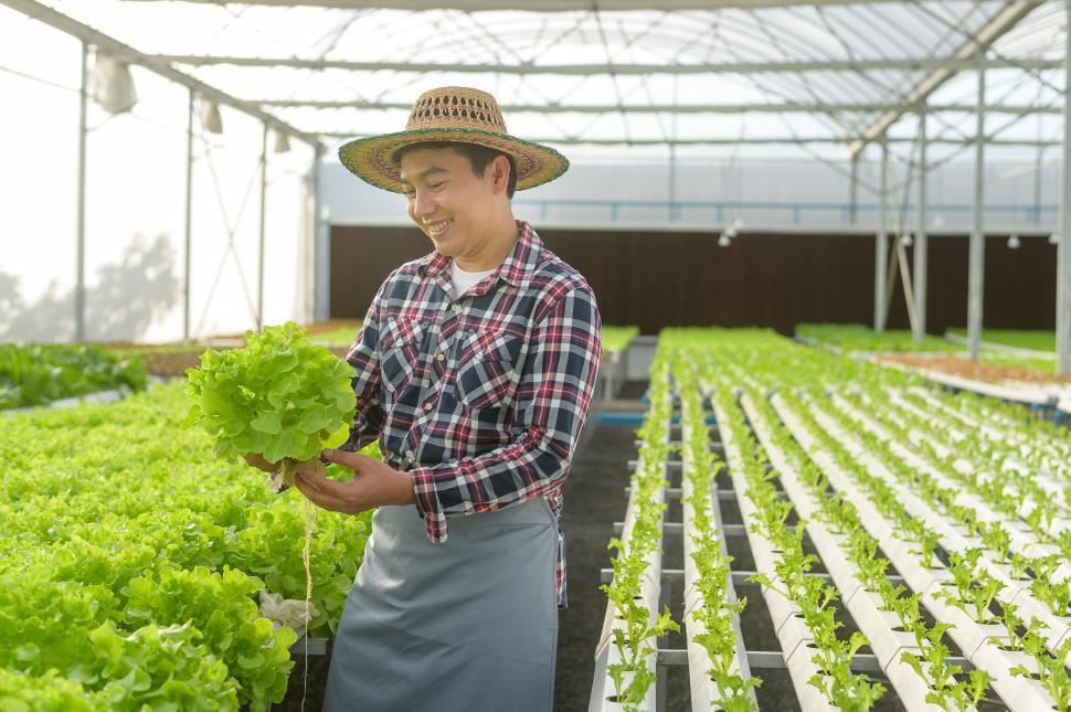 Free Image of Farmer working in hydroponic greenhouse farm, clean food concept 