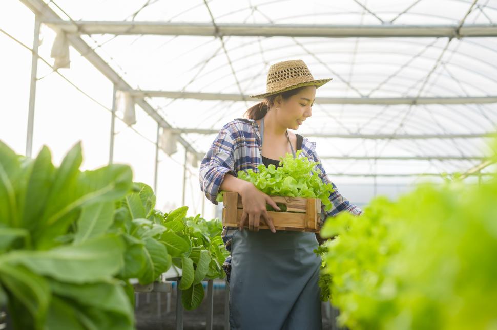 Free Image of Young female farmer working in hydroponic greenhouse farm 