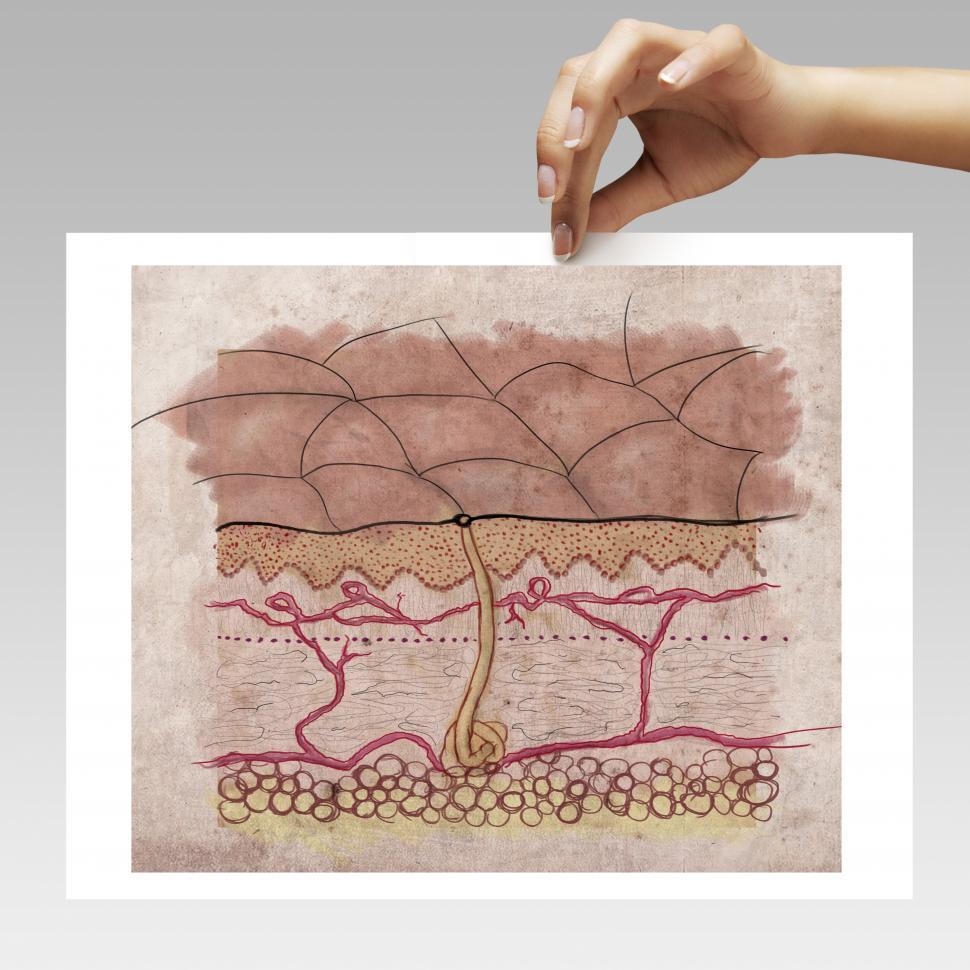 Free Image of woman holding picture of a skin structure 