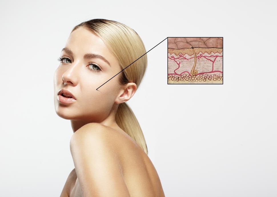 Free Image of skin structure concept, blow up illustration of human skin layers 