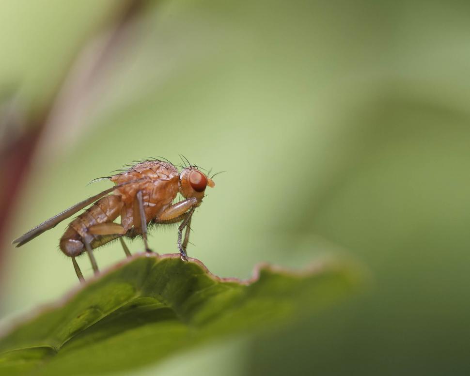 Free Image of Fly 