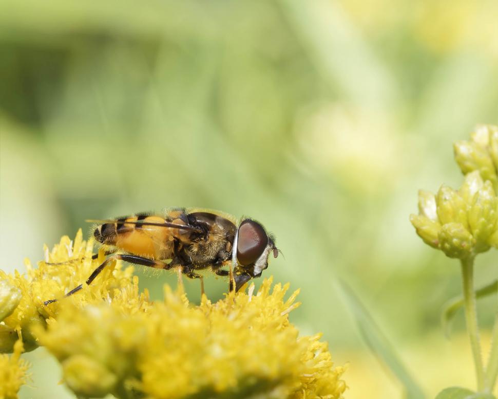Free Image of Hover fly 