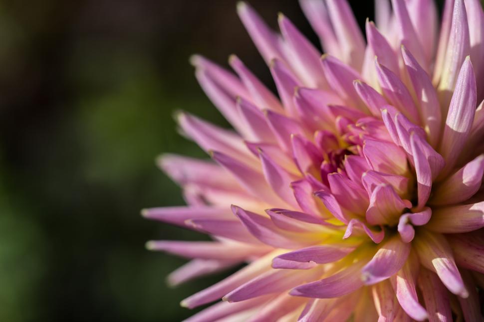 Free Image of Chrysanthemum Flower Free Stock Photo 