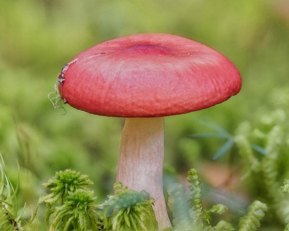 Free Image of Red mushroom 