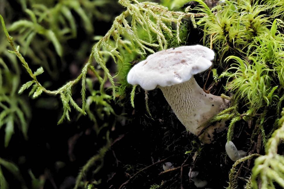 Free Image of Spruce tooth mushroom 