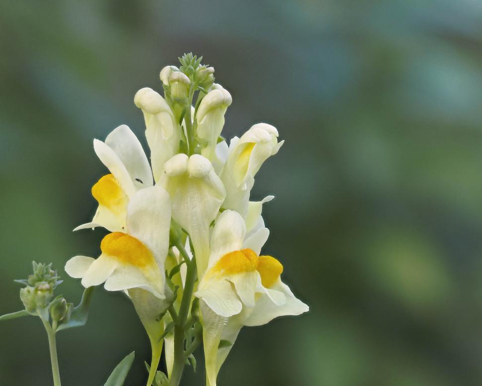 Free Image of Butter and eggs flower 