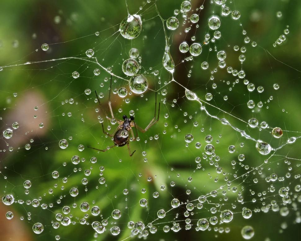 Free Image of Rain drops on a spider web 