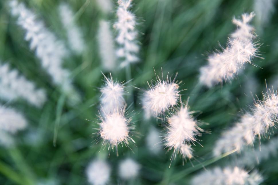 Free Image of Grass Flowers Free Stock Photo 