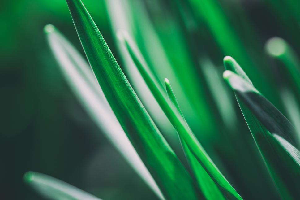 Free Image of Green Shoots Free Stock Photo 