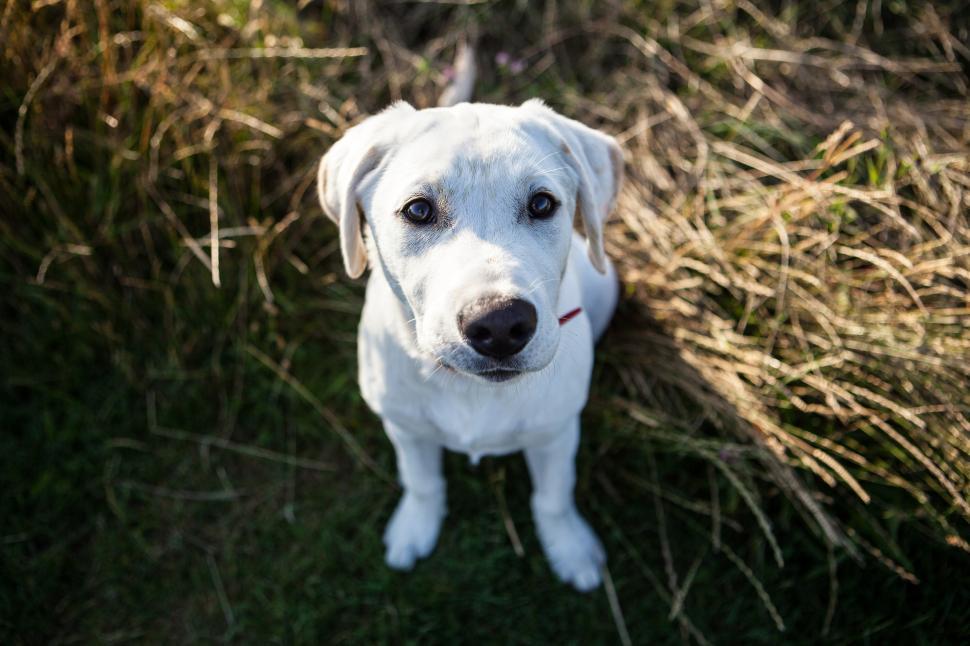 Free Image of Labrador Puppy Free Stock Photo 