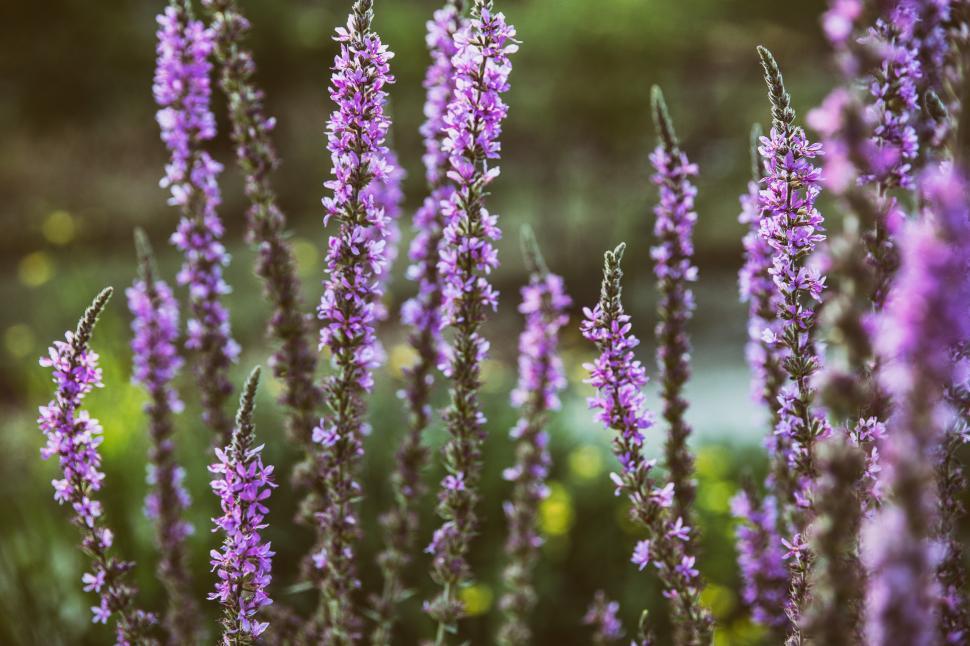 Free Image of Lavender Plant Free Stock Photo 