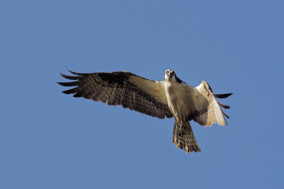 Free Image of Osprey 