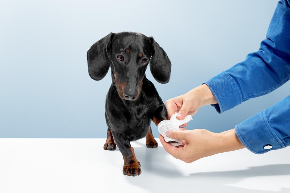 Free Image of black dachshund receiving first aid, bandaged paw 