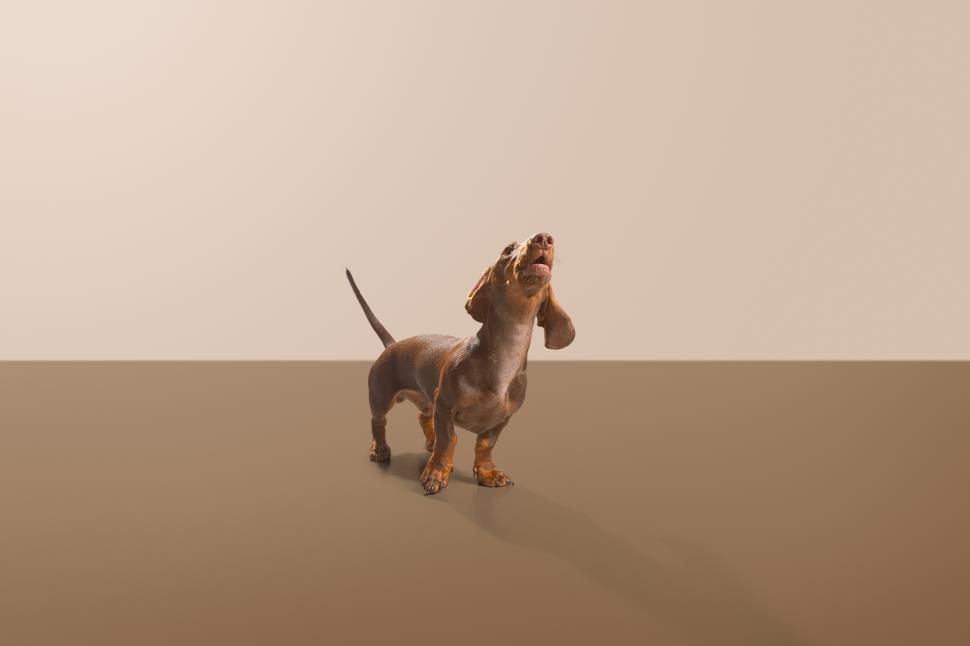 Free Image of brown barking dachshund on brown background 