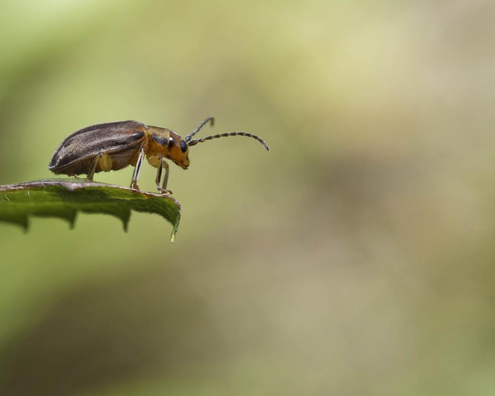 Free Image of Leaf Beetle  