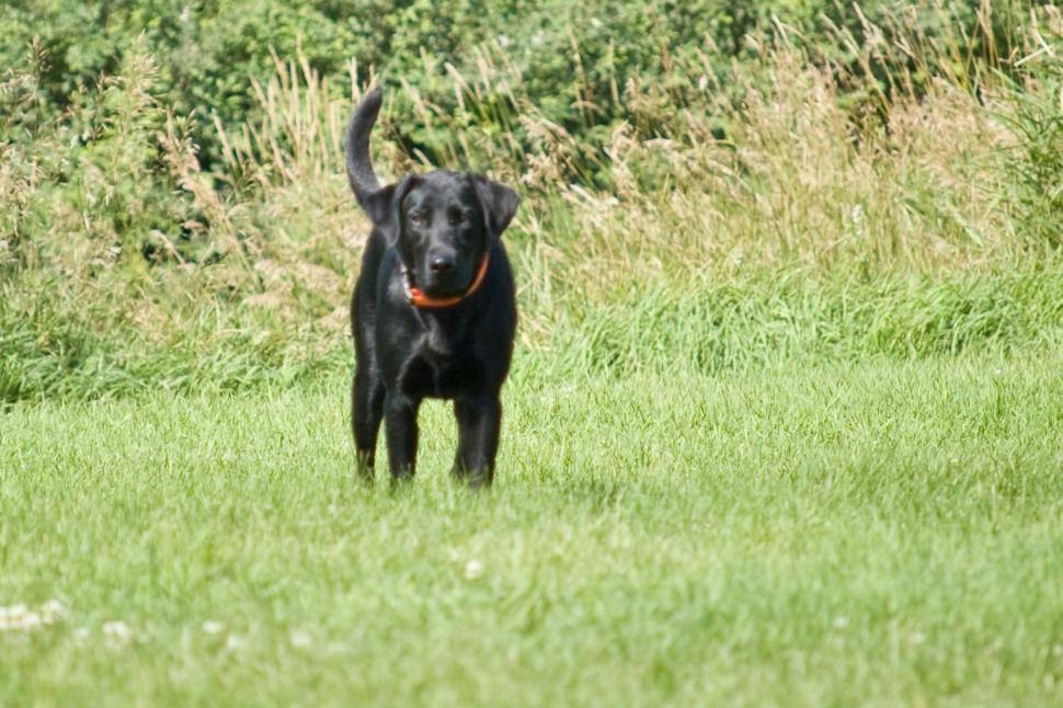 Free Image of Black Dog Running Through Grassy Field 