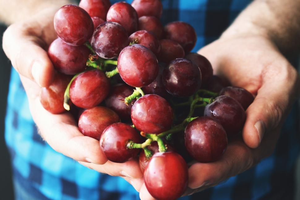Free Image of A person holding a bunch of grapes 