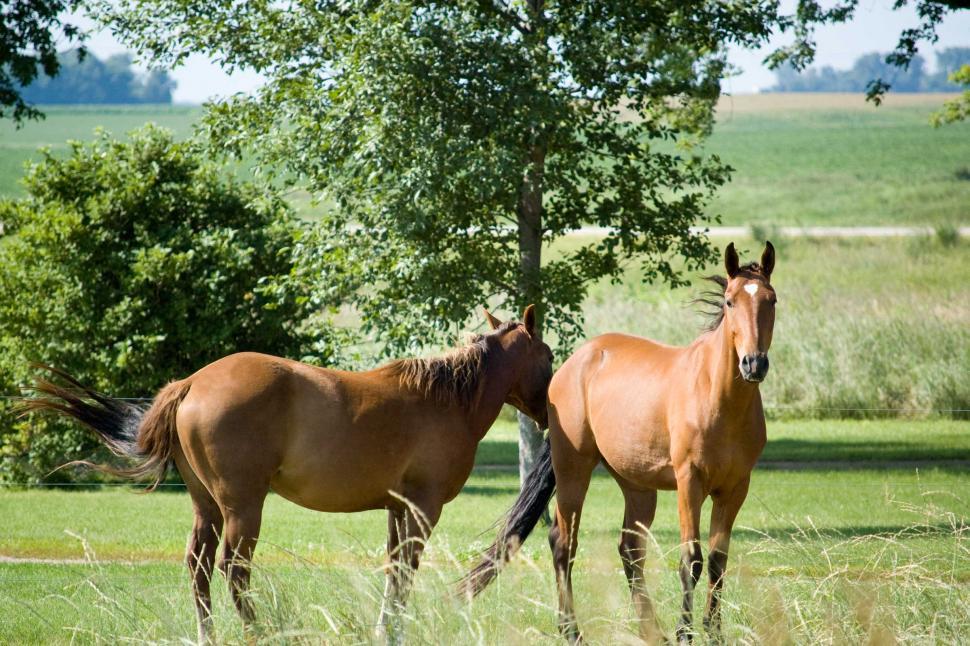 Free Image of Brown Horses Standing on Lush Green Field 